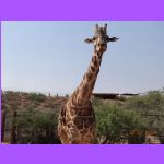 Giraffee.jpg