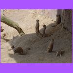 Meerkats.jpg