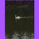 Swan.jpg