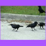 Crows.jpg